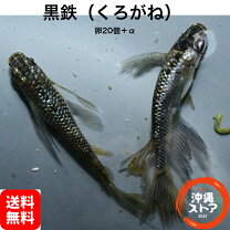 楽天市場】メダカ ラメ 黒の通販