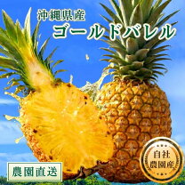 楽天市場】東村 パイナップルの通販