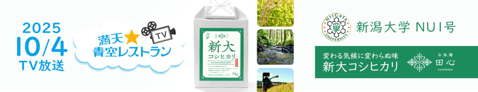 新大コシヒカリ