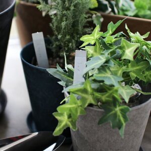 y}\Pő47{zSIKAKU[VJN]PLANTS MARKERySz6pcs[vc}[J[ Ax l[x 6{ S K[fjO | ؉]