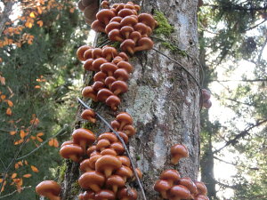 【国産】【天然きのこ(キノコ)】なめこ(粒・開き混じり)300g天然物だけの強いヌメリ・香り・歯切れ・味★本物を知る貴方に 野性味溢れる【秋の味覚】【山の幸】を 採りたて 産地直送