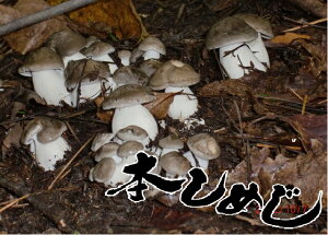 ̎R̍KyVR̂z{߂ 300g  mȂM͐lĂ܂Hׂl VR ق񂵂߂ ͍Ŗ킦钴󏭐Hށԏ z 