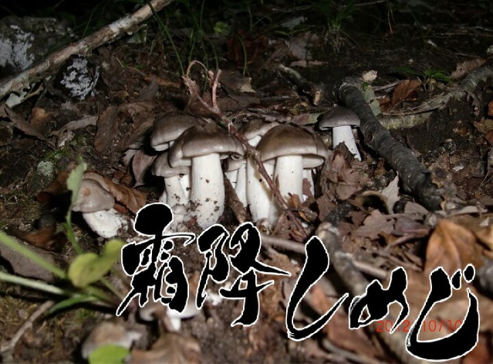 楽天市場 国産 天然きのこ しもふりしめじ 黒しめじ 薄墨しめじ 150g お試し商品 高級希少 食材 山の幸 秋の味覚 採りたて 産地直送 送料無料 ギフト 天然 きのこ 山菜 の奥会津旬彩館