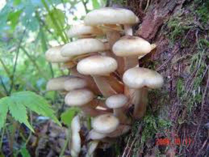 楽天市場 天然きのこ ならたけ なら茸 モダシ さわもたせ あしなが ボリボリ 300g 松茸 舞茸 本しめじ だけがキノコじゃない 国産 秋の味覚 山の幸 天然食材 を 産地直送 きのこ鍋 すき焼き リゾット ソテー ホイル焼き が旨い ギフト 天然