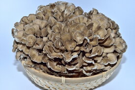 【天然きのこ】舞茸（マイタケ まいたけ） 500g★松茸 食べても天然舞茸食べていない貴方人生半分損してます★【国産】【秋の味覚】【山の幸】天然食材を 産地直送 すき焼 網焼 きのこ鍋 天麩羅 ソテー リゾット 中華 旨い!! ギフト