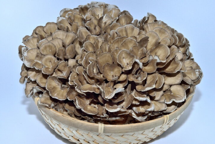 楽天市場】【天然きのこ】舞茸（マイタケ まいたけ） 1kg☆松茸 食べて 