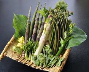 VRR R VՂZbg1kg ÒnY R t̖o ̂ꂽĐVNȎR̍KYn VՂ炪 R 5,6ނ𐷂荇킹 VՂp[eC R s H׊r2026