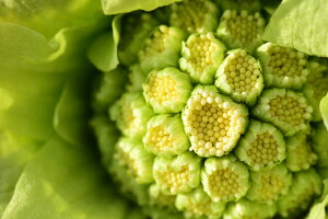 VRR tLmgE ӂ̂Ƃ JtLXp 300gt̖o R̍K ÎY  肽ĐVNR؂Yn 荂݂ƊÂ݂lCR tLX VՂ  Z