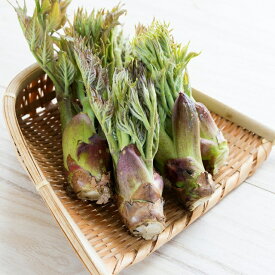 天然 山菜 タラの芽 たらの芽 500g 春の味覚 山の幸 朝取り採れたて会津産の新鮮 山菜 を産地直送 香り高く甘くホクホク食感が美味しい山菜2026年4月16日頃からご注文順に発送 数量限定 です