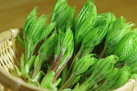 天然 山菜 コシアブラ こしあぶら 500g春の味覚 山の幸 会津産 朝取り採りたて新鮮な 山菜 を産地直送今夜はこしあぶら 尽くし 天ぷら お浸し 握り寿司 振りかけご飯が美味しい 2026年4月28日頃からご注文順に発送