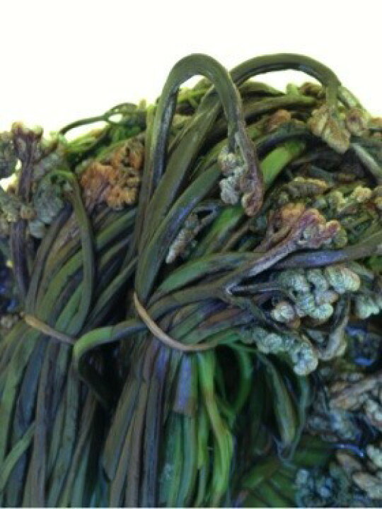 楽天市場】国産 天然 山菜 塩蔵（塩漬け）わらび（ワラビ）500g 2025 