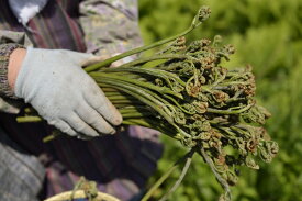 天然 山菜 ワラビ 極太 紫わらび・どじょう蕨 朝取り 1kg会津地方産 春の味覚 山の幸 採りたて山菜 極太ワラビを産地直送あく抜き無料サービス2026年5月20日頃からご注文受付順にお届け