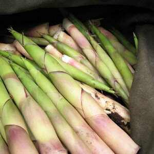 VR R l}K| Ȃ| ˂܂肽 1kgÒnY ÂANȂ t̖o R̍K 𒩎 Yn 2026N524`68܂łɔnZ ʌ ł