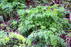 VR R RlQiႭj300g ̉EԂ R؂Ȃ ÒnY t̖o VR RlQ R̍K ̂肽ĐVN R Yn Vn Z u߂ 2026N4