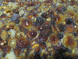 【天然】なめこ 塩漬け 500g 2025年産 保存料・着色料一切無しの無添加天然食材 11月20日頃からお届け