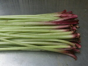 VR R RtLiӂEӂjɍ LuLp1kg@ÎY Ă̖o R̍K ɍ Rӂ 𒩍̂ ̂肽ĎYn ނp̈i2026N615炲tɂ͂