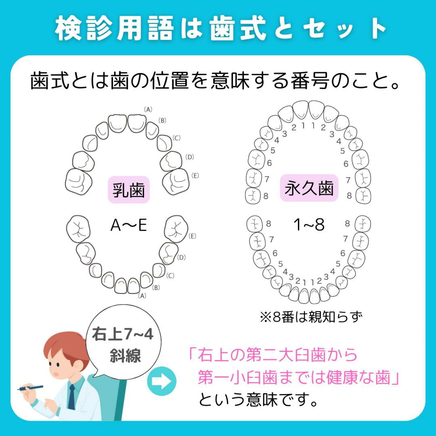 楽天市場 | お口の専門店 歯科用品専門店 - 【オーラルケア豆知識】歯医者さんが言う斜線とかマルってどういう意味？