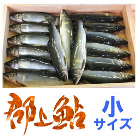 【小サイズ】岐阜県郡上市・長良川産の天然郡上鮎をお届け！世界農業遺産にも認定された「長良川の鮎」【代引不可】