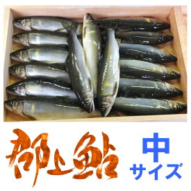 【中サイズ鮎】岐阜県郡上市・長良川産の天然郡上鮎をお届け！世界農業遺産にも認定された「長良川の鮎」【代引不可】