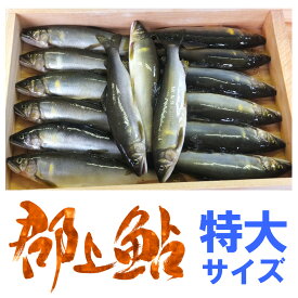 【特大サイズ】岐阜県郡上市・長良川産の天然郡上鮎をお届け！世界農業遺産にも認定された「長良川の鮎」【代引不可】