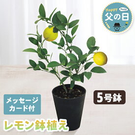 父の日 ギフト レモン 鉢植え 5号鉢 【メーカー直送】 レモン鉢植え 花鉢植え 送料無料 果物 果実 お花 鉢植 5号 園芸 ガーデニング 果樹栽培 栽培セット 珍しい 人気 プレゼント 珍しい花 売れ筋 カード付き 長持ち 可愛い 定番 お父さん 父親 感謝 贈り物