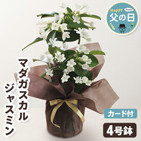 父の日 ギフト 花 マダガスカルジャスミン 鉢植え 4号鉢 【メーカー直送】 花 鉢植 珍しい ジャスミン フラワー お花 ホワイト 白 プレゼント 花鉢植え 送料無料 フラワー 鉢植 4号 ガーデニング 園芸 人気 珍しい花 売れ筋 カード付き 長持ち お父さん 父親 感謝 贈り物
