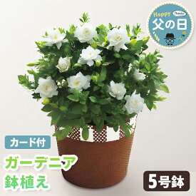 父の日 ギフト ガーデニア 鉢植え 5号鉢 【メーカー直送】 クチナシ鉢植え 花鉢植え 送料無料 クチナシ フラワー お花 鉢植 5号 ガーデニング ホワイト 白 梔子 珍しい 園芸 人気 プレゼント 珍しい花 売れ筋 カード付き 長持ち 定番 お父さん 父親 感謝 贈り物