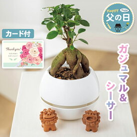 観葉植物 父の日 ギフト ガジュマル 鉢植え シーサー 【メーカー直送】 送料無料 沖縄 かわいい フラワー 珍しい お花 育てやすい 鉢植 白カプセル プレゼント おしゃれ ホワイト 長持ち カード付き お父さん 父親 感謝 贈り物 インテリア 60代 70代 義父 売れ筋 産直