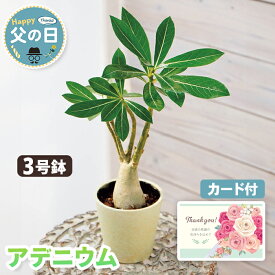 観葉植物 父の日 ギフト アデニウム 鉢植え 3号鉢 【メーカー直送】 送料無料 個性的 おしゃれ フラワー 珍しい お花 育てやすい 鉢植 バンブーファイバー プレゼント 長持ち カード付き お父さん 父親 感謝 贈り物 インテリア 60代 70代 義父 売れ筋 産直 3500円