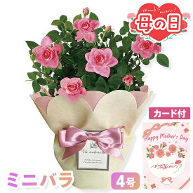 母の日 ミニバラ 鉢植え ピンク 4号 【メーカー直送】 母の日ギフト 2026 花 送料無料 生花 メッセージカード付 バラ 薔薇 フラワー お花 鉢植 ピンク色 20cm プレゼント 可愛い お母さん 母親 感謝 贈り物 義母 喜ばれる おしゃれ インテリア 定番 手引き付き