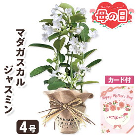 母の日 花 マダガスカルジャスミン 鉢植え 【メーカー直送】 カーネーション以外 母の日ギフト 2026 花 鉢植 珍しい メッセージカード付 ジャスミン フラワー お花 ホワイト 白 プレゼント 可愛い 定番 お母さん 母親 感謝 贈り物 義母 喜ばれる おしゃれ ははの日