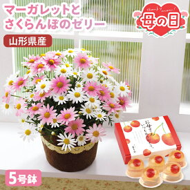母の日 ギフト マーガレット さくらんぼ ゼリー セット 5号 鉢植え さくらべーる 【メーカー直送】 ゼリー 山形県産 さくらんぼ かわいい フラワー お花 スイーツ おしゃれ 洋菓子 生花 長持ち つぼみ 可愛い 定番 お母さん 母親 感謝 贈り物 60代 70代 義母 売れ筋