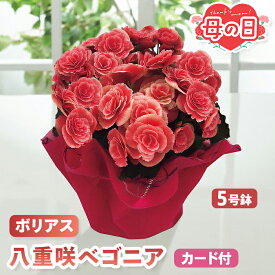 母の日 早割 ベゴニア 八重咲 鉢植え ボリアス 5号鉢 【メーカー直送】 母里明日 鉢植 珍しい 花鉢植え 送料無料 可愛い インテリア フラワー お花 鉢植 5号 カーネーション以外 人気 プレゼント 珍しい花 売れ筋 カード付き 長持ち 可愛い お母さん 母親 感謝 贈り物