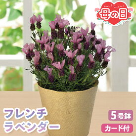 母の日 花 早割 ラベンダー 鉢植え フレンチラベンダー 5号鉢 【メーカー直送】 鉢植 ガーデニング 花鉢植え 送料無料 可愛い インテリア フラワー お花 鉢植 カーネーション以外 人気 プレゼント 珍しい花 売れ筋 カード付き 長持ち 可愛い お母さん 母親 感謝 贈り物