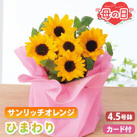 母の日 花 早割 ひまわり 鉢植え サンリッチオレンジ 4.5号鉢 【メーカー直送】 鉢植 向日葵 花鉢植え 送料無料 可愛い インテリア フラワー お花 鉢植 カーネーション以外 人気 プレゼント 珍しい花 売れ筋 カード付き 長持ち 可愛い お母さん 母親 感謝 贈り物