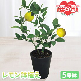 母の日 ギフト レモン 鉢植え 5号鉢 【メーカー直送】 レモン鉢植え 花鉢植え 送料無料 果物 果実 お花 鉢植 5号 カーネーション以外 果樹栽培 栽培セット 珍しい 人気 プレゼント 珍しい花 売れ筋 カード付き 長持ち 可愛い 定番 お母さん 母親 感謝 贈り物
