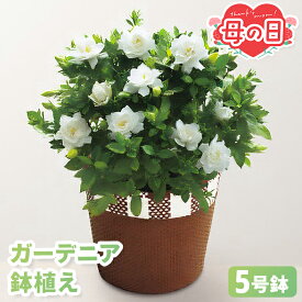 母の日 ギフト ガーデニア 鉢植え 5号鉢 【メーカー直送】 クチナシ鉢植え 花鉢植え 送料無料 クチナシ フラワー お花 鉢植 5号 カーネーション以外 ホワイト 白 梔子 珍しい 人気 プレゼント 珍しい花 売れ筋 カード付き 長持ち 可愛い 定番 お母さん 母親 感謝 贈り物