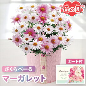 母の日 ギフト マーガレット 5号 鉢植え さくらべーる 【メーカー直送】 送料無料 かわいい フラワー お花 鉢植 ピンク プレゼント おしゃれ インテリア 生花 長持ち つぼみ 可愛い 定番 お母さん 母親 感謝 贈り物 鉢植 ガーデニング 60代 70代 義母 売れ筋 産直