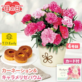 母の日 花 スイーツ セット カーネーション バウムクーヘン T.D.Early 鉢植え 4号 【メーカー直送】 母の日ギフト 2026 キャラメリゼ バームクーヘン スィーツ 高級 お花 鉢植 生花 プレゼント 可愛い お母さん 母親 感謝 贈り物 義母 喜ばれる おしゃれ ははの日 4000円