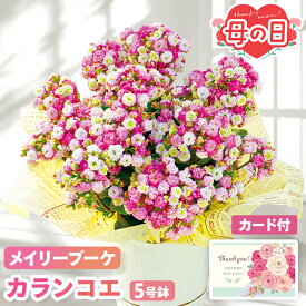 母の日 ギフト 花 カランコエ メイリーブーケ 鉢植え 5号鉢 【メーカー直送】 送料無料 フラワー 長く楽しめる お花 鉢植 ピンク 淡い色 長持ち 小花 プレゼント おしゃれ インテリア 生花 ガーデニング 鉢 つぼみ カード付き 可愛い 定番 お母さん 母親 贈り物 5000円
