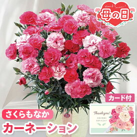 母の日 ギフト カーネーション 鉢植え さくらもなか 5号鉢 【メーカー直送】 送料無料 定番 フラワー お花 鉢植 ピンク 淡い色 2色 プレゼント おしゃれ 切り花 インテリア 生花 ガーデニング 鉢 長持ち つぼみ カード付き 可愛い 定番 お母さん 母親 感謝 贈り物 4000円