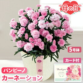 母の日 ギフト カーネーション 鉢植え バンビーノ 5号鉢 【メーカー直送】 送料無料 定番 フラワー お花 鉢植 ピンク 淡い色 白 2色 プレゼント おしゃれ インテリア 生花 ガーデニング 鉢 長持ち つぼみ カード付き 可愛い 定番 お母さん 母親 感謝 贈り物 3500円