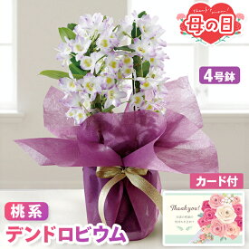母の日 ギフト デンドロビウム 鉢植え 桃系 4号鉢 【メーカー直送】 送料無料 定番 珍しい フラワー ラン お花 鉢植 ピンク 淡い色 華やか プレゼント おしゃれ インテリア 生花 ガーデニング 鉢 長持ち つぼみ カード付き 可愛い 定番 お母さん 母親 感謝 贈り物 4500円