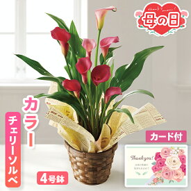 母の日 ギフト カラー チェリーソルベ 鉢植え 4号鉢 【メーカー直送】 送料無料 定番 珍しい フラワー お花 鉢植 ピンク 赤 高級 華やか プレゼント おしゃれ インテリア 生花 ガーデニング 鉢 長持ち つぼみ カード付き 可愛い 定番 お母さん 母親 感謝 贈り物 4500円