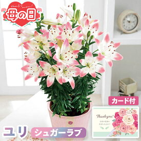 母の日 ギフト ユリ 鉢植え シュガーラブ 5号鉢 【メーカー直送】 送料無料 ユリ フラワー お花 鉢植 ピンク プレゼント 百合 おしゃれ 切り花 インテリア 生花 ガーデニング カーネーション以外 長持ち つぼみ カード付き 可愛い 定番 お母さん 母親 感謝 贈り物 4000円