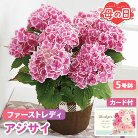 母の日 ギフト アジサイ 鉢植え ファーストレディ 5号鉢 【メーカー直送】 送料無料 紫陽花 珍しい フラワー お花 鉢植 ピンク 高級 華やか プレゼント おしゃれ インテリア 生花 ガーデニング 鉢 つぼみ カード付き 可愛い 定番 お母さん 母親 感謝 贈り物 5000円