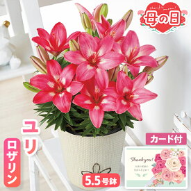母の日 ギフト ユリ鉢植え ロザリン 5.5号鉢【メーカー直送】 送料無料 ユリ 鉢植え フェアリーリリー 百合 フラワー お花 ピンク つぼみ スカシユリ 鉢植 小さめ カード付き プレゼント 可愛い 定番 お母さん 母親 感謝 贈り物 売れ筋 産直 インテリア 4000円