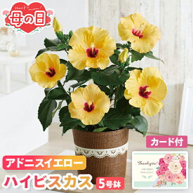 母の日 ギフト 花 ハイビスカス アドニスイエロー 鉢植え 5号鉢 【メーカー直送】 送料無料 フラワー 長く楽しめる お花 派手 鉢植 イエロー 大きい 長持ち プレゼント おしゃれ インテリア 生花 ガーデニング 鉢 つぼみ カード付き 可愛い お母さん 母親 贈り物 4500円