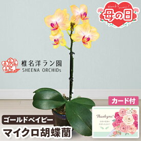 母の日 ギフト 胡蝶蘭 鉢植え ゴールドベイビー 2.5号鉢 【メーカー直送】 珍しい コチョウラン 椎名洋ラン園 アクアポット 花 フラワー マイクロ胡蝶蘭 お花 手軽 黄色 おしゃれ インテリア 生花 簡単 長持ち つぼみ カード付き 可愛い お母さん 母親 贈り物 3000円