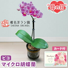 母の日 ギフト 胡蝶蘭 鉢植え ピコ ピンク 2.5号鉢 【メーカー直送】 珍しい コチョウラン 椎名洋ラン園 アクアポット 花 フラワー マイクロ胡蝶蘭 お花 手軽 華やか おしゃれ インテリア 生花 簡単 長持ち つぼみ カード付き 可愛い お母さん 母親 贈り物 3000円
